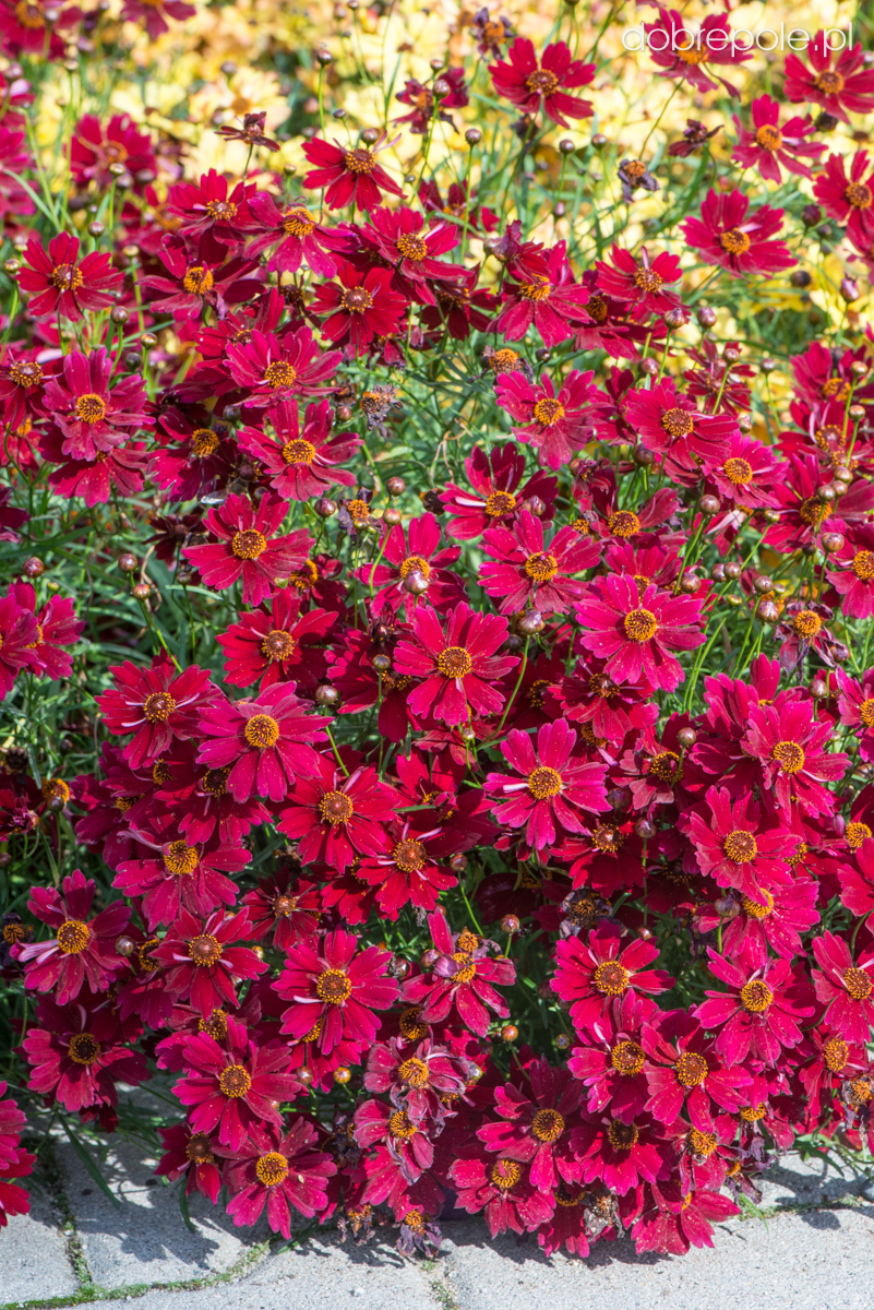 Szkółka Bylin Dobrepole Coreopsis 'Strawberry Punch' nachyłek