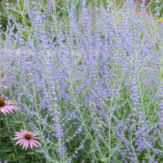 Perovskia Atriplicifolia - Sheffield's Seed Company