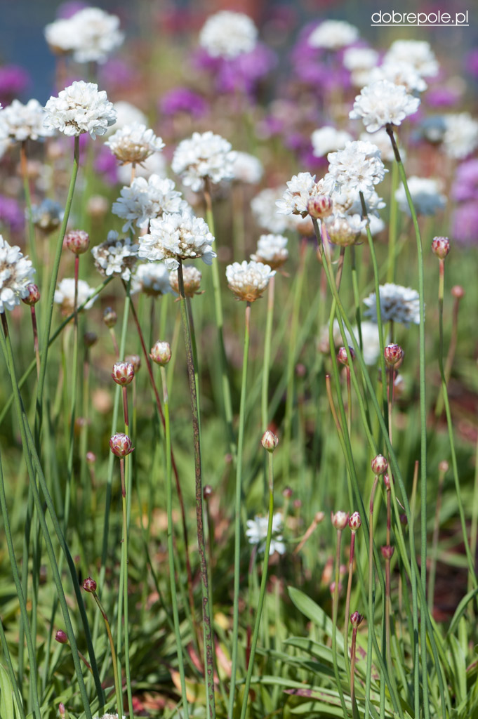 Szkółka Bylin Dobrepole - Armeria pseudarmeria ‘Ballerina White