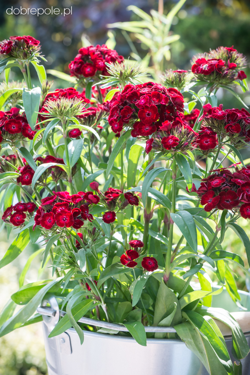 Szkółka Bylin Dobrepole - Dianthus barbatus “Dash Crimson” - goździk