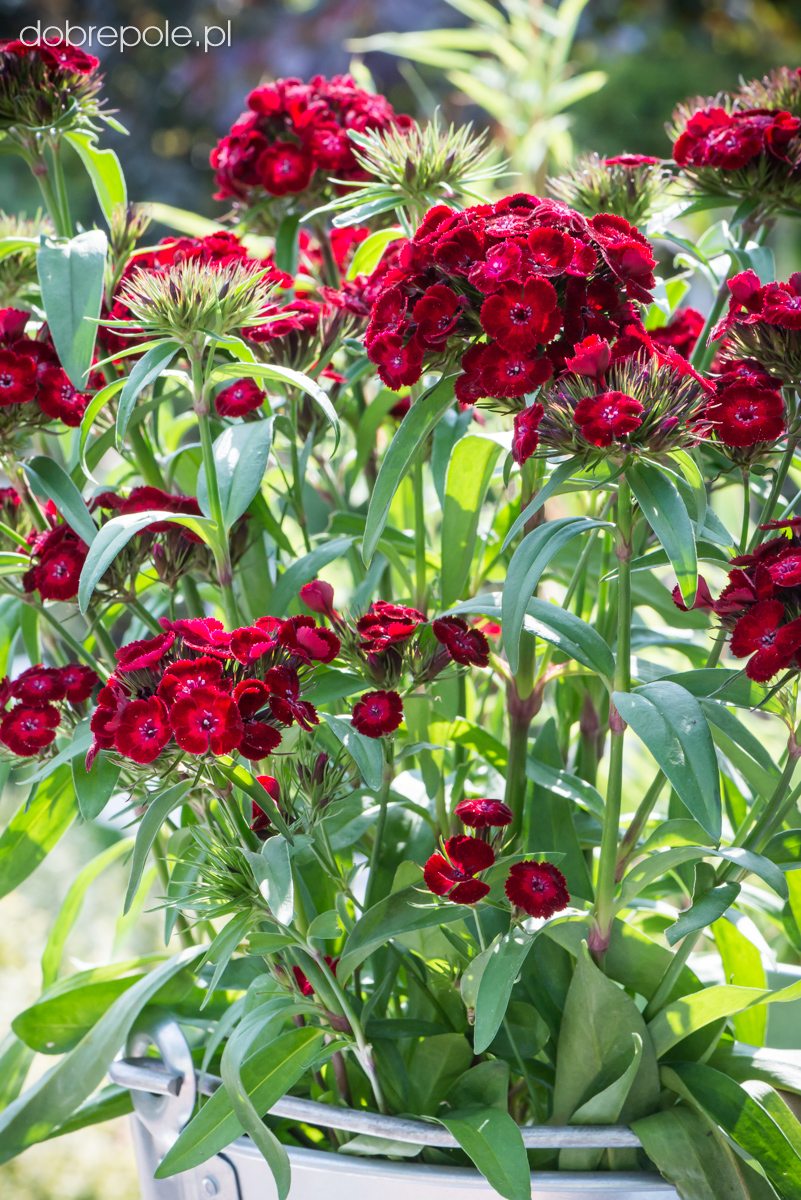 Szkółka Bylin Dobrepole - Dianthus barbatus “Dash Crimson” - goździk