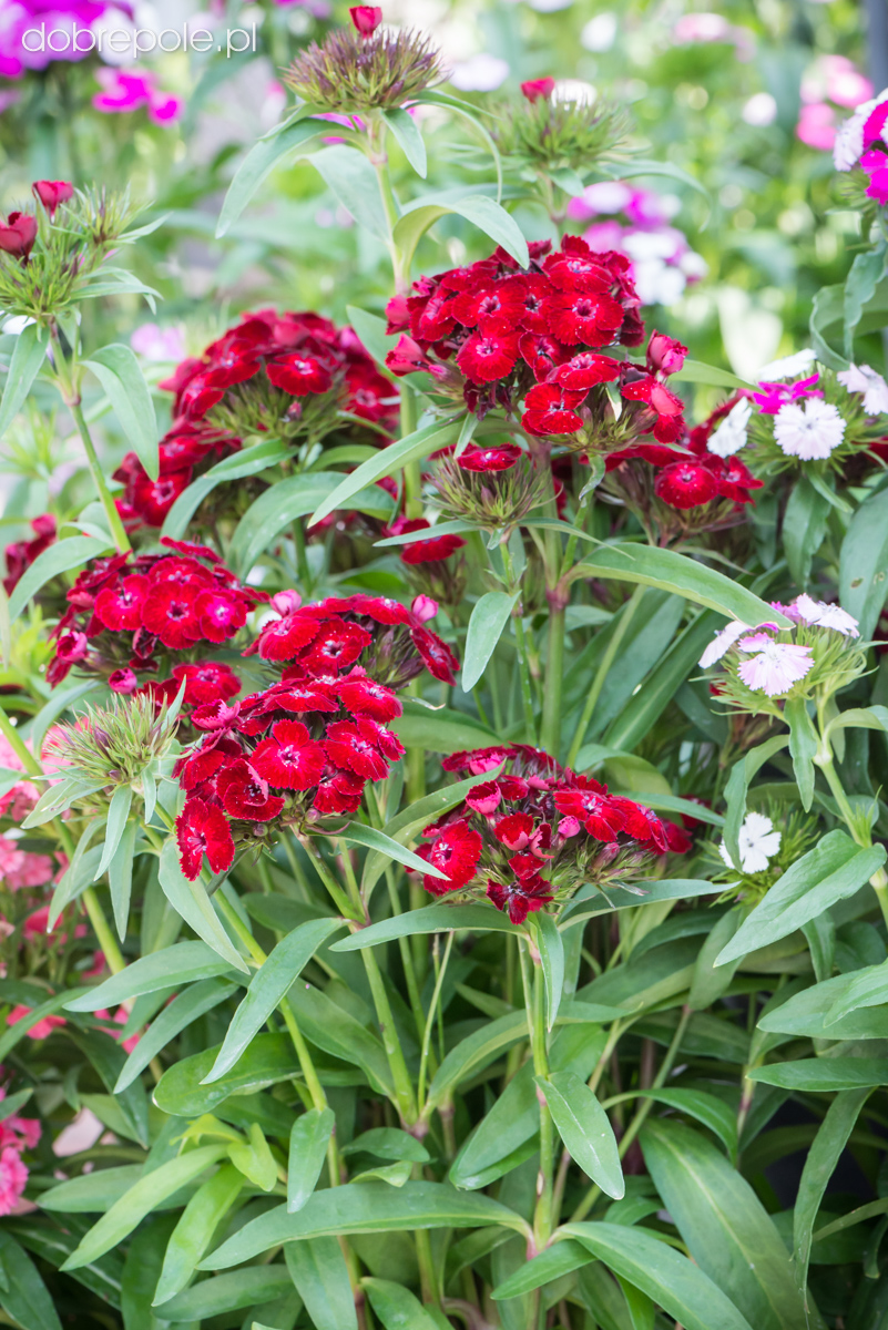 Szkółka Bylin Dobrepole - Dianthus barbatus “Dash Crimson” - goździk