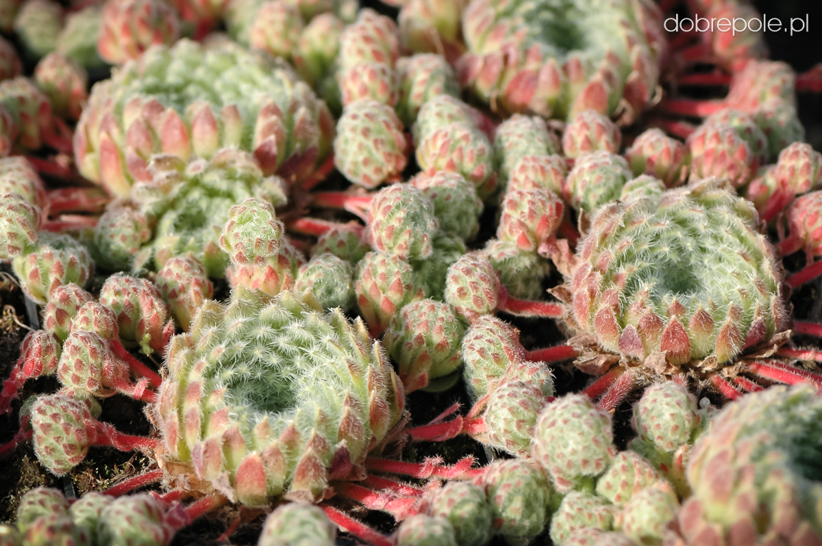 Szkółka Bylin Dobrepole - Sempervivum ciliosum - rojnik wełnisty