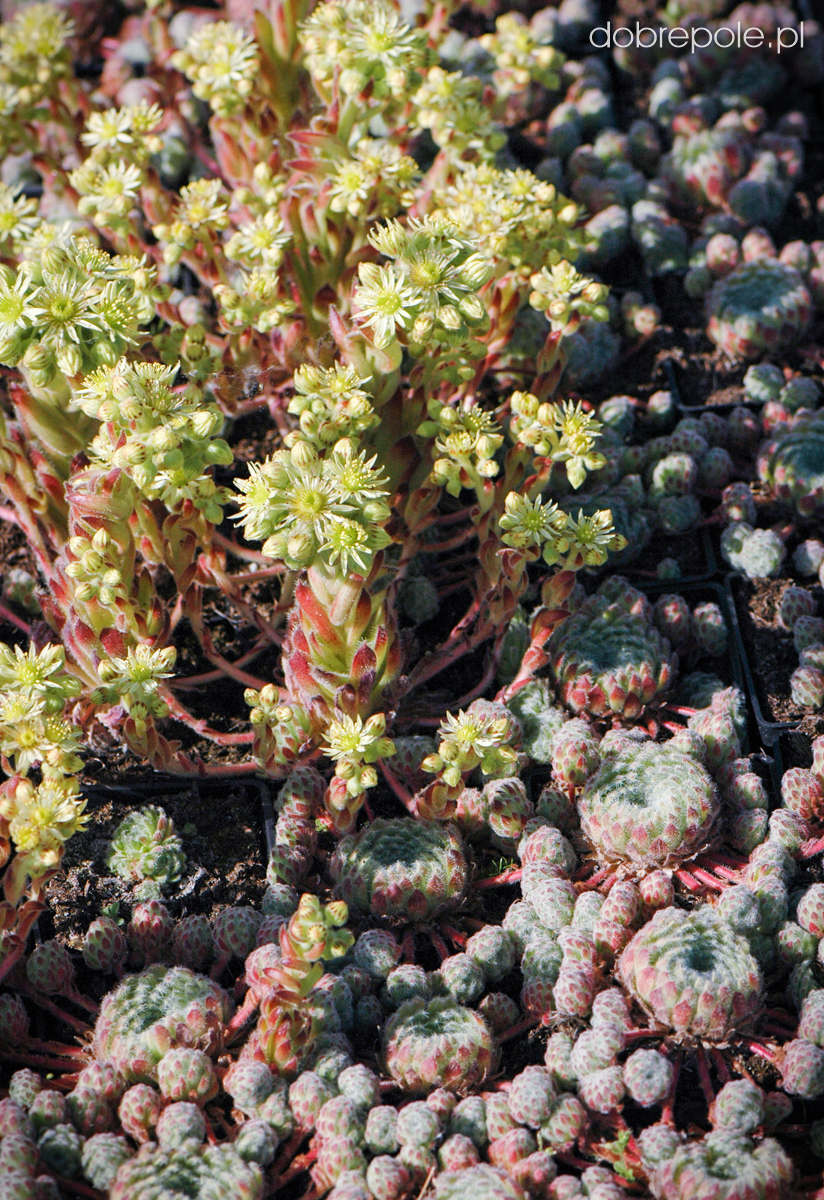 Szkółka Bylin Dobrepole - Sempervivum ciliosum - rojnik wełnisty