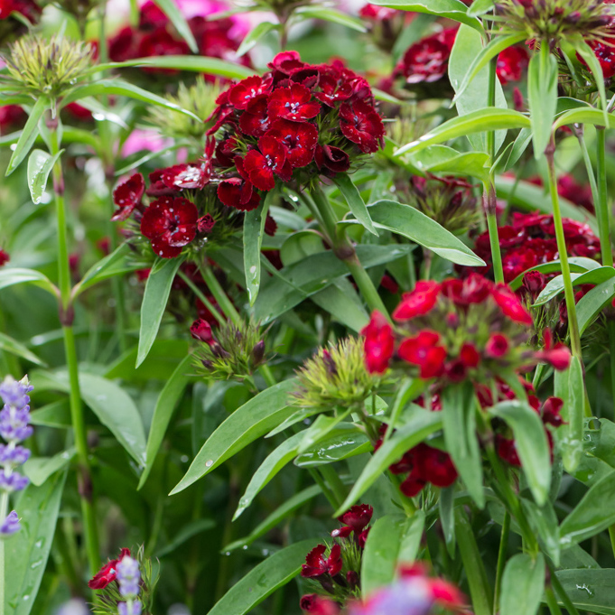 Szkółka Bylin Dobrepole - Dianthus barbatus “Dash Crimson” - goździk