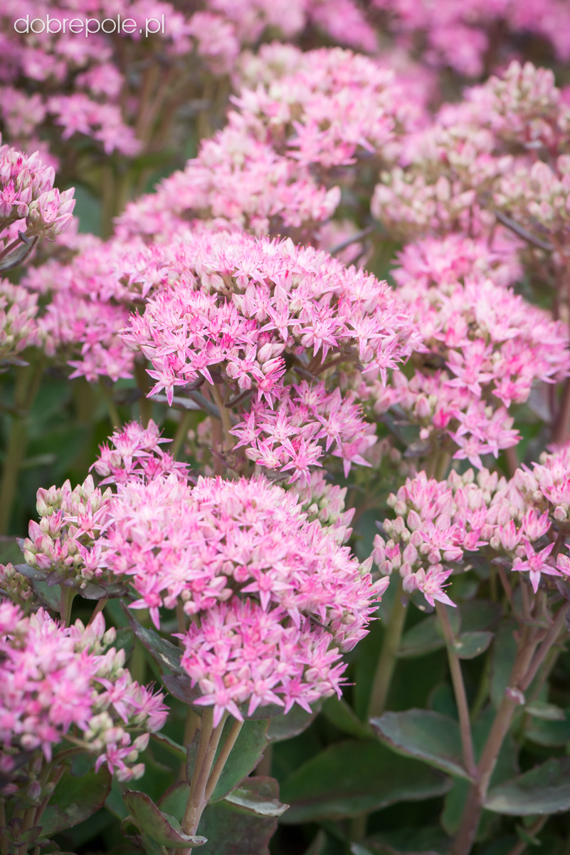 Szkółka Bylin Dobrepole - Sedum spectabile ‘Munstead Dark Red