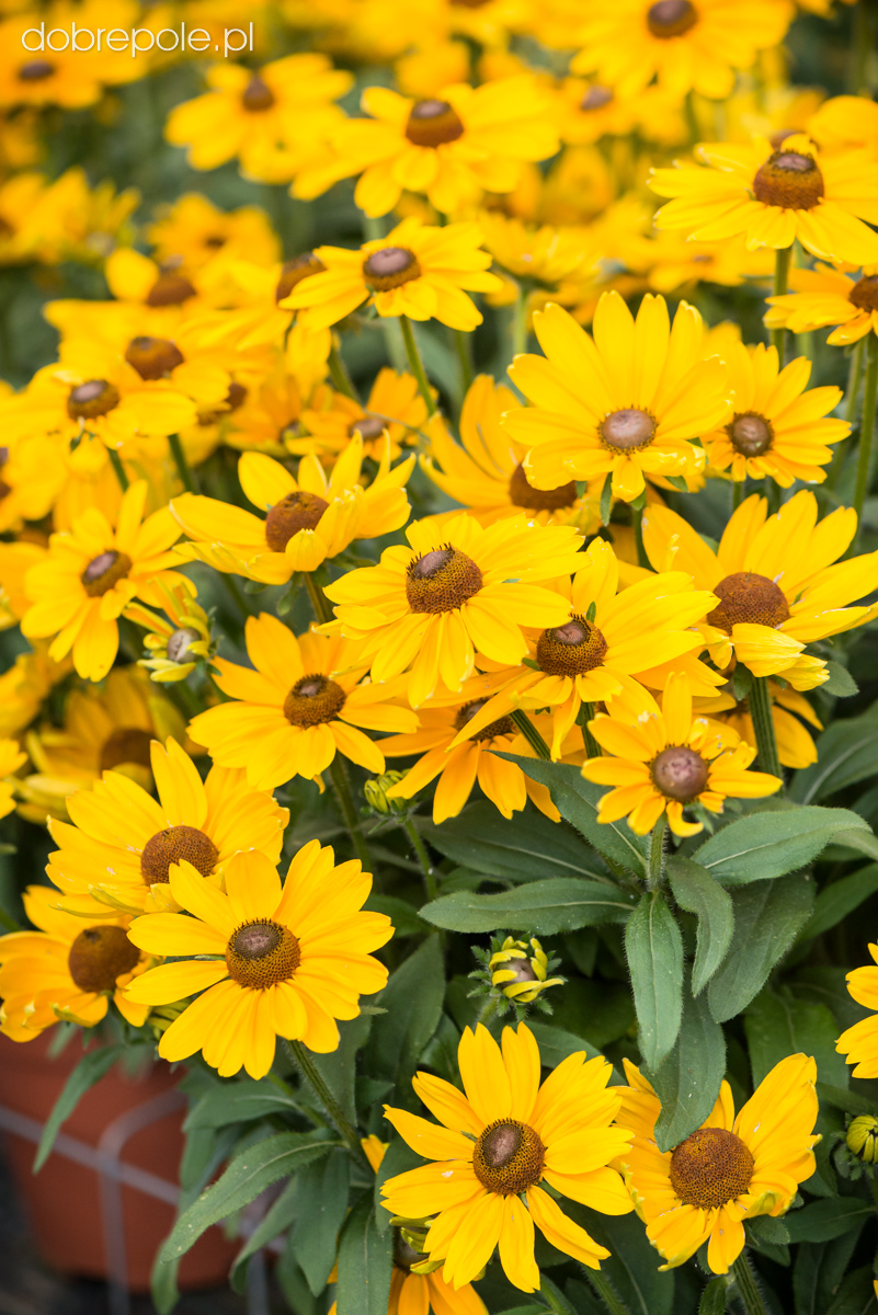 Szk Ka Bylin Dobrepole Rudbeckia Sunbeckia Victoria Rudbekia