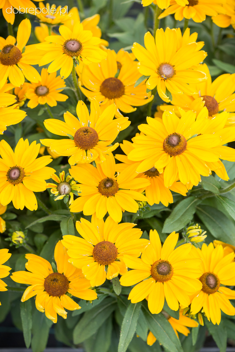 Szk Ka Bylin Dobrepole Rudbeckia Sunbeckia Victoria Rudbekia