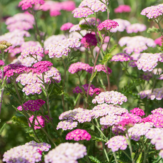 Skysail Bright Pink Yarrow