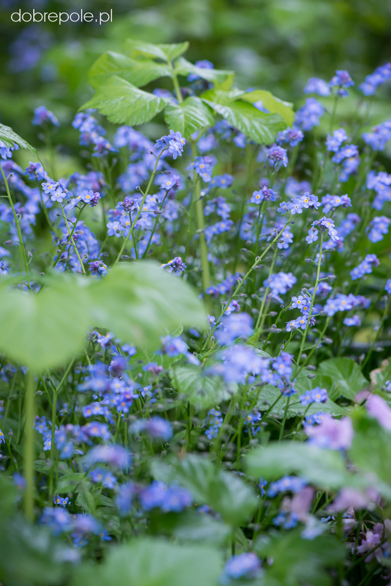 Szk Ka Bylin Dobrepole Myosotis Sylvatica Compacta Victoria Light